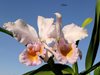 Cattleya schroederae Hess x Cattleya schroederae Taggesel